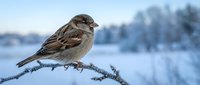 Small brown sparrow perched on frost-covered branch in snowy winter landscape with evergreen forest background. Wildlife and nature stock photo.