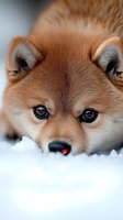 Close-up portrait of red Pomeranian dog face with bright blue eyes lying in white snow, showing innocent expression and black nose with natural winter background.