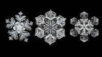 Macro photographs of real snowflakes showing intricate crystalline patterns and delicate symmetrical structures on black background. Natural winter phenomenon captured in detail.