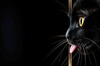 Close-up profile of black cat with bright yellow eye and pink tongue against dark background, showcasing long whiskers and sleek fur.