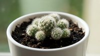 Potted cactus with spiny green and white spherical body in white ceramic container filled with dark soil, suitable for indoor gardening and succulent plant collections.