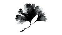 Black watercolor ginkgo leaf with organic brushstroke texture isolated on white background for botanical art, nature design and decorative projects.