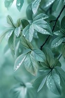Fresh green leaves with morning dew drops in soft focus. Natural macro photography showing delicate water droplets on foliage creates serene botanical atmosphere.
