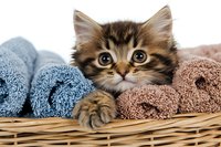 Adorable tabby kitten peeking from wicker basket with colorful towels, big eyes and fluffy fur creating heartwarming pet portrait for greeting cards and social media.
