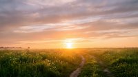 Golden sunrise over rural dirt road through blooming wildflower meadow, warm morning light illuminating natural landscape for travel and nature themes.
