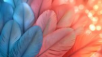 Delicate feathers in coral pink and turquoise blue create ethereal texture with soft bokeh light effect, macro close-up showing intricate natural patterns and details.
