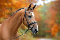 Elegant chestnut horse with braided mane wearing bridle against vibrant autumn foliage background, showcasing equestrian beauty in fall season.