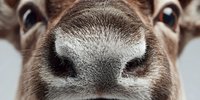 Close-up macro shot of cow nose and nostrils showing detailed texture and fur patterns. Farm animal portrait with shallow depth of field for veterinary use.