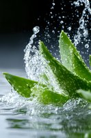 Fresh aloe vera leaves with splashing water drops and dynamic motion on dark background, capturing natural skincare ingredient in macro photography.