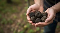 Close-up of male hands holding fresh truffles in palms outdoors. Gourmet mushroom harvesting and culinary ingredient concept for food, cooking, and luxury gastronomy applications.