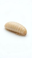 Pale larva with segmented body and small head on white background, suitable for educational, scientific, and pest control content.
