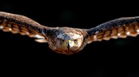 Majestic owl in flight with wings spread wide against dark background, dramatic close-up portrait showcasing piercing eyes and detailed feather texture.