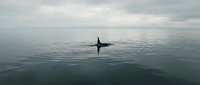 Whale tail fin emerging from calm ocean waters under overcast sky creating peaceful marine wildlife scene for nature and conservation projects.