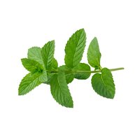 Fresh mint sprig with vibrant green leaves isolated on white background, ready for culinary, beverage, and wellness design projects.