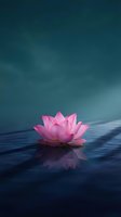 Pink lotus flower floating on calm water surface with reflection against moody blue sky background for meditation and wellness concepts.