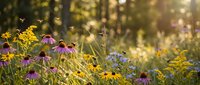 Wildflowers blooming in sunny meadow with purple coneflowers and yellow flowers, bees pollinating, natural garden landscape for nature and environmental themes.