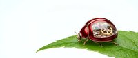 Steampunk mechanical beetle with bronze gears sits on green leaf against white background, combining nature with vintage industrial design elements.