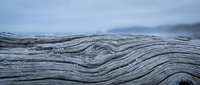 Weathered driftwood log with intricate natural grain patterns and textures on beach, showcasing organic wood surface details for rustic design projects.