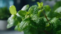 Fresh green mint leaves with textured surface and water droplets, growing in herb garden. Perfect for culinary, aromatherapy, and natural remedy concepts.