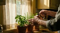 Elderly hands tending fresh herbs in terracotta pots on sunny kitchen windowsill. Indoor gardening and sustainable living concept for home cooking.