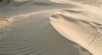Windswept sand dunes with rippled textures and flowing curves creating natural desert landscape patterns in warm golden light for travel and nature themes.