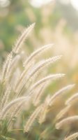Soft golden ornamental grass swaying in gentle breeze with warm sunlight and bokeh background creating peaceful natural atmosphere for wellness content.