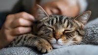 Sleeping tabby cat resting on gray blanket with blurred person in background, showing peaceful domestic moment. Close up of feline face and paw.