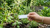 Young woman's hand holding blank white plant label in vegetable garden with green seedlings and soil, suitable for gardening, agriculture, and horticultural projects.