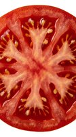 Fresh tomato slice cross-section showing vibrant red flesh, seeds, and internal chambers. Isolated on white background, suitable for food, cooking, nutrition, and culinary design projects.