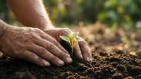Elderly hands gently protecting young green plant seedling growing from rich dark soil in garden with natural sunlight filtering through background.