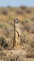 Alert meerkat standing upright in natural savanna habitat keeping watch for predators and dangers in dry grassland environment.