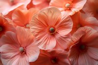Delicate coral-colored petals of blooming flowers create dreamy natural pattern. Soft focus macro photography highlights translucent texture and gentle curves of petals.