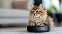 Playful long-haired tabby cat sitting on robotic vacuum cleaner in modern living room interior, looking up with curious expression and fluffy fur.