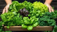 Fresh organic lettuce varieties and leafy greens in wooden box. Hands holding homegrown vegetables showing sustainable garden harvest and healthy eating.