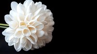 Delicate white dahlia flower with layered petals in full bloom against dark background, creating dramatic contrast and showcasing natural floral geometry.