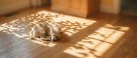 Fluffy ginger and white cat resting on wooden floor in sunlight streaming through window, creating geometric shadow patterns in cozy home interior.