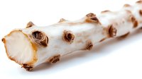 Fresh horseradish root with natural brown spots on white background, organic vegetable ingredient for cooking and seasoning culinary preparations.