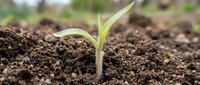 Young green seedling emerging from rich dark soil in garden bed with natural bokeh background for agriculture and growth concepts.