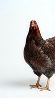 Brown hen chicken standing on white background isolated for farm poultry design projects and agricultural marketing materials.