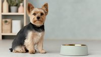 Adorable Yorkshire Terrier puppy sitting beside empty food bowl against soft gray background with minimalist home decor, perfect for pet care advertising.