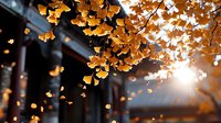 Golden ginkgo leaves backlit by sunlight creating magical autumn atmosphere with natural lens flare and bokeh effect against traditional architecture.