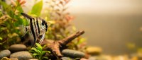 Striped tropical fish swimming near aquatic plants and rocks in freshwater tank environment for aquarium hobby and pet care.