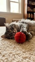 Adorable tabby kitten playing with red paper ball on carpet in cozy living room with bookshelf and natural window light for pet care and home decor.