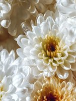 Fresh white chrysanthemum flowers with water drops, soft focus macro photography showing delicate petals and yellow centers in natural light.