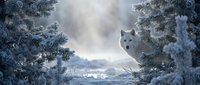 White arctic wolf standing among snow-covered evergreen trees in winter wilderness landscape with overcast sky creating dramatic natural wildlife scene.