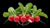 Fresh red radishes bunch with green leaves, isolated on transparent background. Ready for stickers, print on demand, T-shirt design, clipart, and sublimation projects.