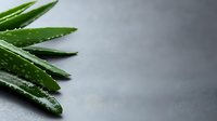 Fresh aloe vera leaves with water drops on dark gray background, natural skincare and wellness concept with copy space for text.