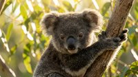 Adorable koala bear clinging to eucalyptus tree branch in natural habitat with soft sunlight filtering through green leaves creating warm atmosphere.
