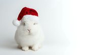 Adorable white rabbit wearing red Santa hat for Christmas holiday celebration and festive seasonal greeting cards on clean white background.