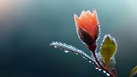 Delicate orange rosebud with morning dew drops on stem and leaves against dark blurred background, macro photography capturing nature's tranquil moment.